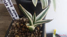 Agave victoriae reginae white Rhino