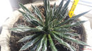 Agave toumeyana var. bella