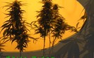 Marijuana_004