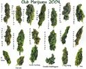 Club_Marijuana_by_puddlz_by_Club_Marijuana