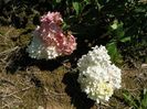 hydrangea pan. Vanille Fraise