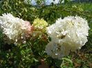 hydrangea pan. Vanille Fraise