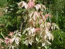 acer negundo Flamingo