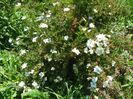 potentilla Abbotswood