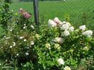 hydrangea pan. Sundae Fraise