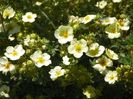 potentilla Primerose Beauty