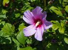 hibiscus syriacus
