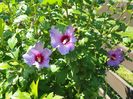 hibiscus syriacus