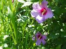 hibiscus syriacus