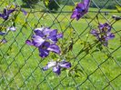 clematis Venosa Violacea