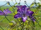 clematis Venosa Violacea