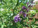 buddleja Empire Blue