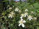 clematis Summer Snow