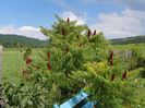 rhus typhina