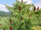 rhus typhina