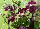 clematis Avantgarde