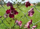clematis Avantgarde