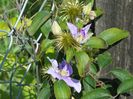 clematis Justa