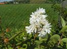 deutzia Codsall Pink