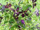 clematis Mikelite