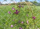 clematis Krakowiak