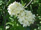 hydrangea pan. Limelight