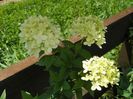 hydrangea pan. Limelight