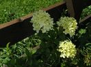 hydrangea pan. Limelight