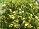 potentilla Goldfinger