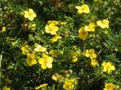 potentilla Goldfinger