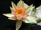 nymphaea Sioux
