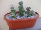 Grup de 6 cactusi altoiti
