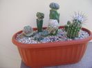 Grup de 6 cactusi altoiti