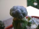 Puna bonniae