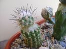 Turbinicarpus viereckii