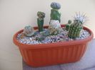 Grup de 6 cactusi altoiti