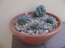 Grup de 5 cactusi