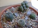 Grup de 5 cactusi