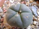 Lophophora williamsii (Peyote)