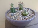 Grup de 3 cactusi altoiti