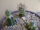 Grup de 3 cactusi altoiti
