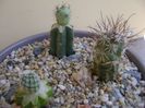 Grup de 3 cactusi altoiti