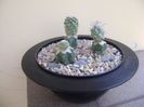 Grup de 3 cactusi altoiti
