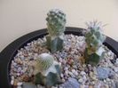 Grup de 3 cactusi altoiti