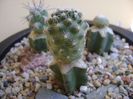 Pediocactus simpsonii