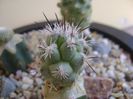Neolloydia matehualensis