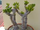 Crassula ovata hobbit