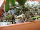Euphorbia decaryi