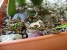 Euphorbia decaryi