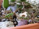 Euphorbia decaryi